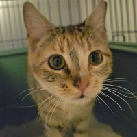 Kısır, Çipli Dişi Cindy💝 Klinikte Yuva Bekliyor