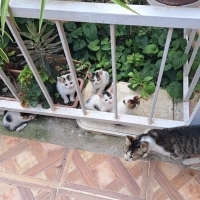 Yeni doğa..