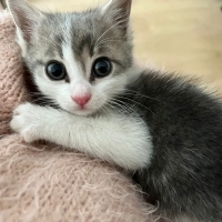 Minik Pab..