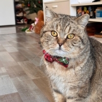 BİR KEDİY..