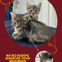ÇOK ACİL..