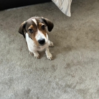4 aylık jack russel mix bebeğimize yuva arıyoruz