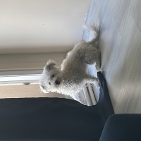 Küçük boy insan canlısı maltipoo