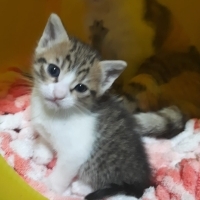 Biricik kızımıza ömürlük yuva arıyoruz