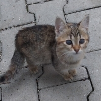 Sevgi dol..