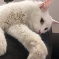 insanları çok seven sakin sevgi dolu bir kedi