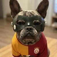 French bulldog ( açıklamayı okuyun)