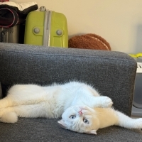 Pamuk Prensesimiz Layla İçin Yuva Arıyoruz