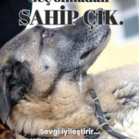 Safiye Se..