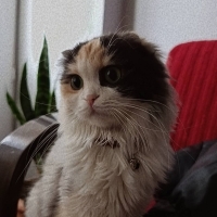 Gigi insa..