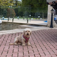 Poodle ka..