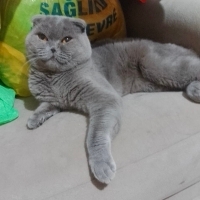 TERK EDİLMİŞ ERKEK KISIR