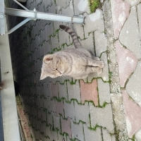 Sokağa te..