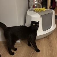 Uyumlu tatlı bir kedi izmir kedi sahiplendirme