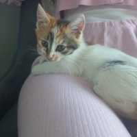 2 aylık yavru uysal calico