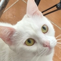 Pamuk içi..