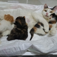 3 BEBEKLİ..