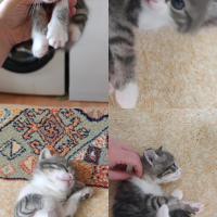 Oyuncu ,..