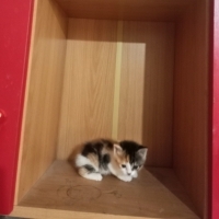 Minik yav..