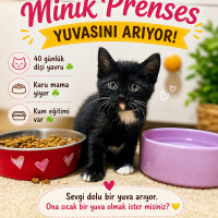 Ücretsiz..