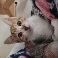 Calico Ci..
