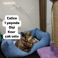 Acil yuva..