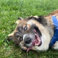 ENGELLİ CANLARA ÖNCELİK