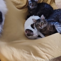 5 kardeşi sahiplendirmek istiyorum