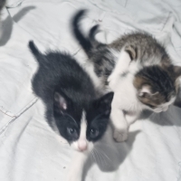 🐾 ÖMÜRLÜK YUVALARINI ARAYAN 4 MİNİK 🐾