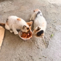 ACİL bu minnoş kardeşlere yuva😻🏡