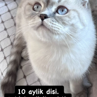 Limda ya..