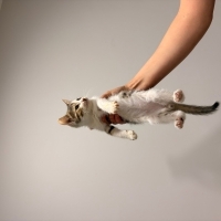 Minik mel..