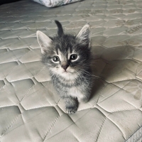 Yakışıklı..