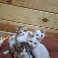 Dişi ve e..