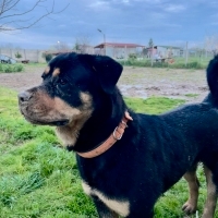 Bahçede baktığım köpeğimi ist ye taşınacağım için vermek zorundayım