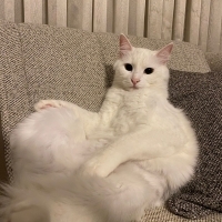 Oyuncu ço..