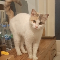 Pamuğa yu..