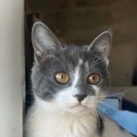 “Bir Yuva, Bir Ömür Sevgi: Bu Minik Seni Bekliyor 🐾”