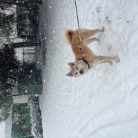 oyuncu ak..