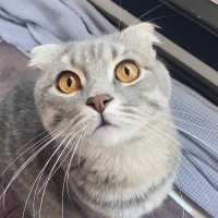 Kedi seve..