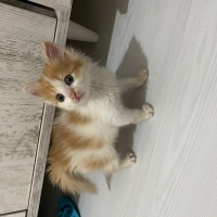 Güzeller..