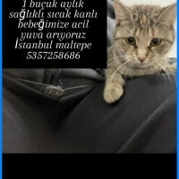 Çok acil..