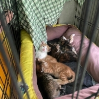 Sokaktan..