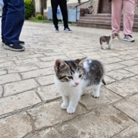 2 Aylık Bebek Tekir Kedi Yuva Arıyor