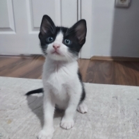 1 ay önce sokağa atılmıştı