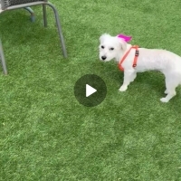 Maltese t..