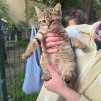 Tatlı güz..