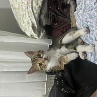 cimcime k..