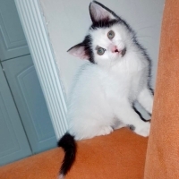 ÜCRETSİZ YAVRU KEDİ SAHİPLENMEK İÇİN EN DOĞRU YERDESİNİZ!