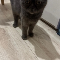 Exotic Shorthair ücretsiz sahiplenecek iyi bir aile aranıyor